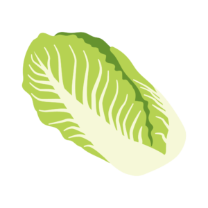 白菜のアイソメトリックイラスト